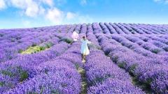 Xinjiang Lavender Season: Best Time to See the Lavender Fields in Ili