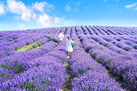 Xinjiang Lavender Season: Best Time to See the Lavender Fields in Ili