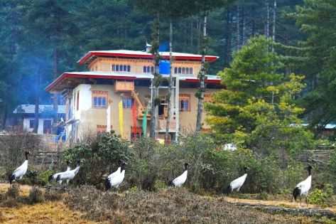 Bhutan Black-Necked Cranes