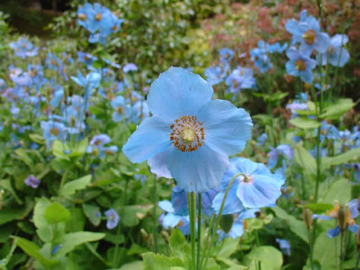 The Himalayan Blue Poppy