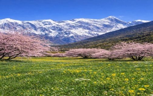 Nyingchi Peach Blossoms