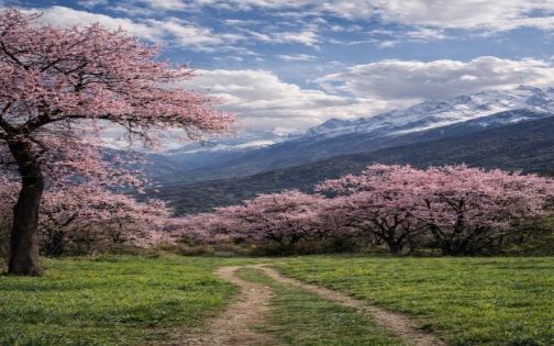 Nyingchi Peach Blossoms