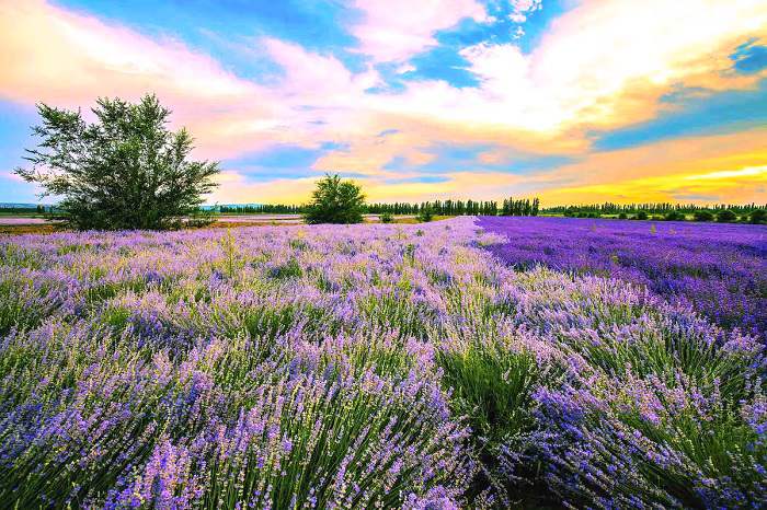 Xinjiang Lavender