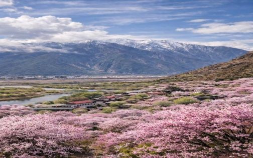 Nyingchi Peach Blossoms