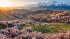 Yining Apricot Valley: A Complete Guide to Turgen Wild Apricot Blossoms