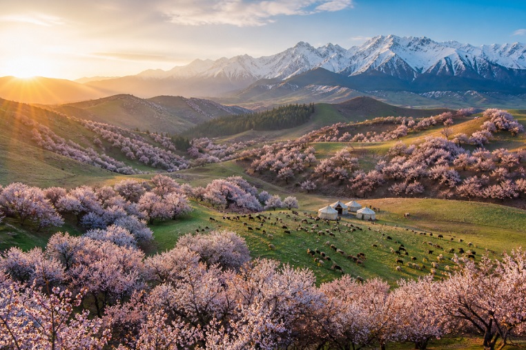 Yining Apricot Valley