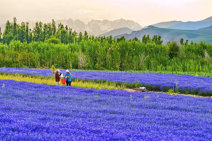 Xinjiang Lavender