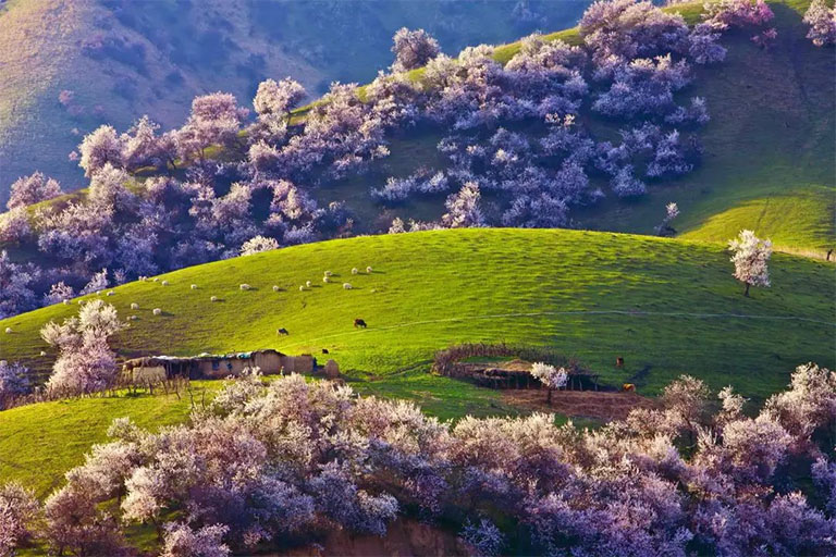 Yining Apricot Valley