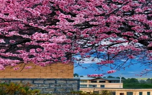 Nyingchi Peach Blossoms