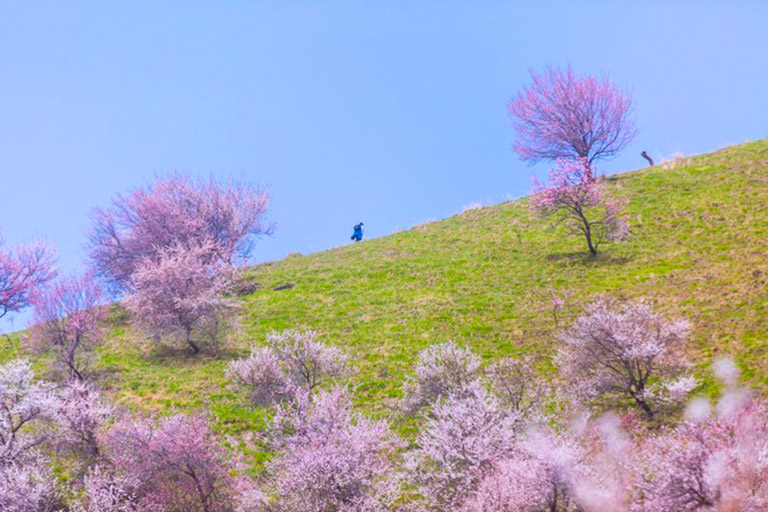 Yining Apricot Valley