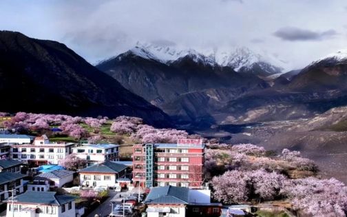 Nyingchi Peach Blossoms