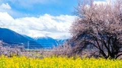 Worried About Altitude Sickness but Dream of Tibet? Discover Nyingchi's Peach Blossoms in Spring