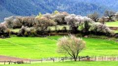 Nyingchi Peach Blossom Festival: Who Should Visit and What Can You See?