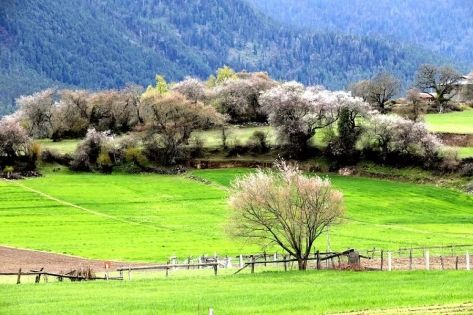 Nyingchi Peach Blossom Festival: Who Should Visit and What Can You See?