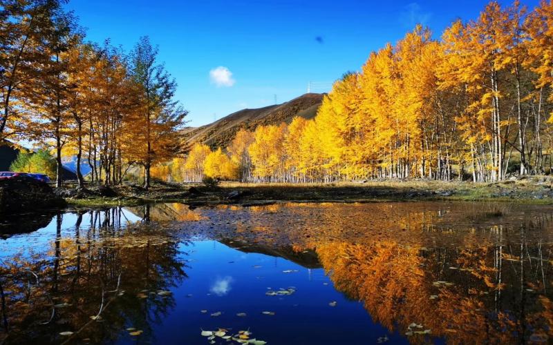 Xinduqiao Travel Guide: Best Attractions, Road Trip & Golden Mountain Views
